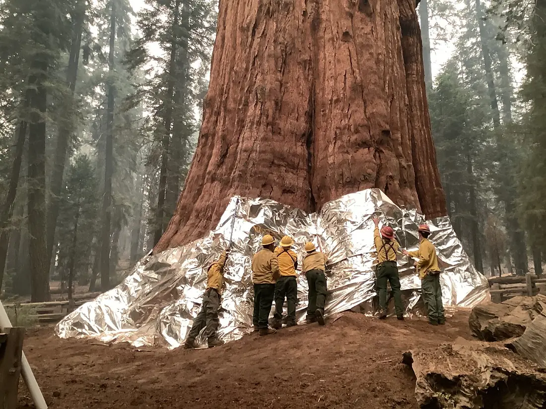 General Sherman with fire protection wrap