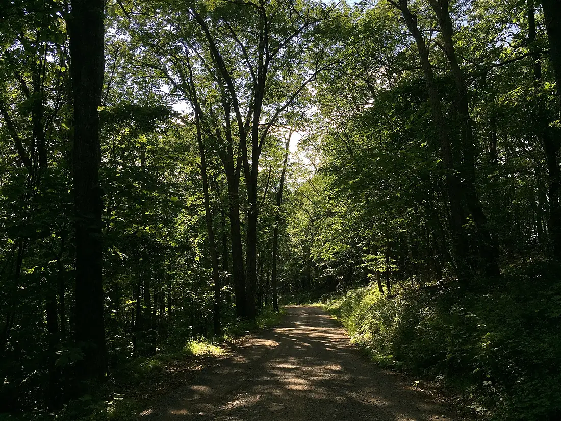 2016-07-08 17 36 22 View west along West Virginia State Route 59 (Lower Cove Run Road) near Hardy County Route 59-2 (Mill Gap-Orkney Spring Road) within the George Washington National Forest in Hardy County, West Virginia
