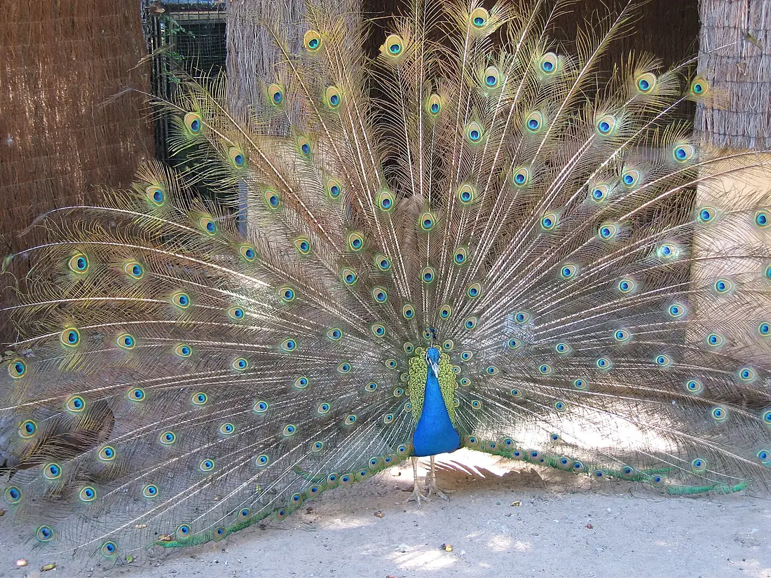 Alameda Wildlife Conservation Park peacock
