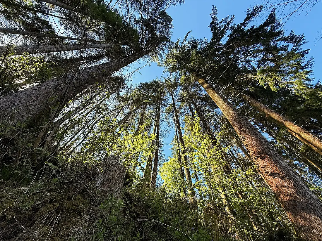 Conifer Trees at Glenariff Forest Park