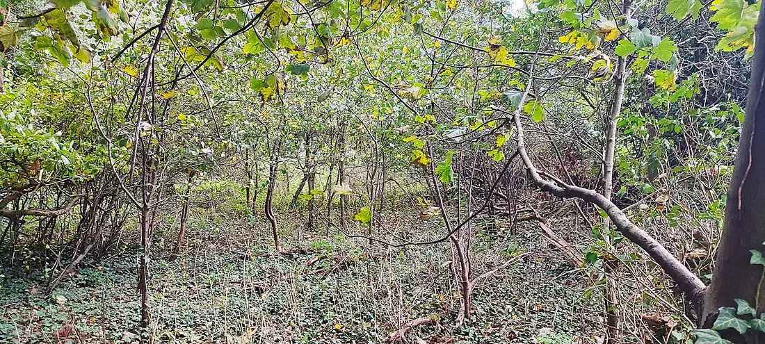 Forest in UK (75670)