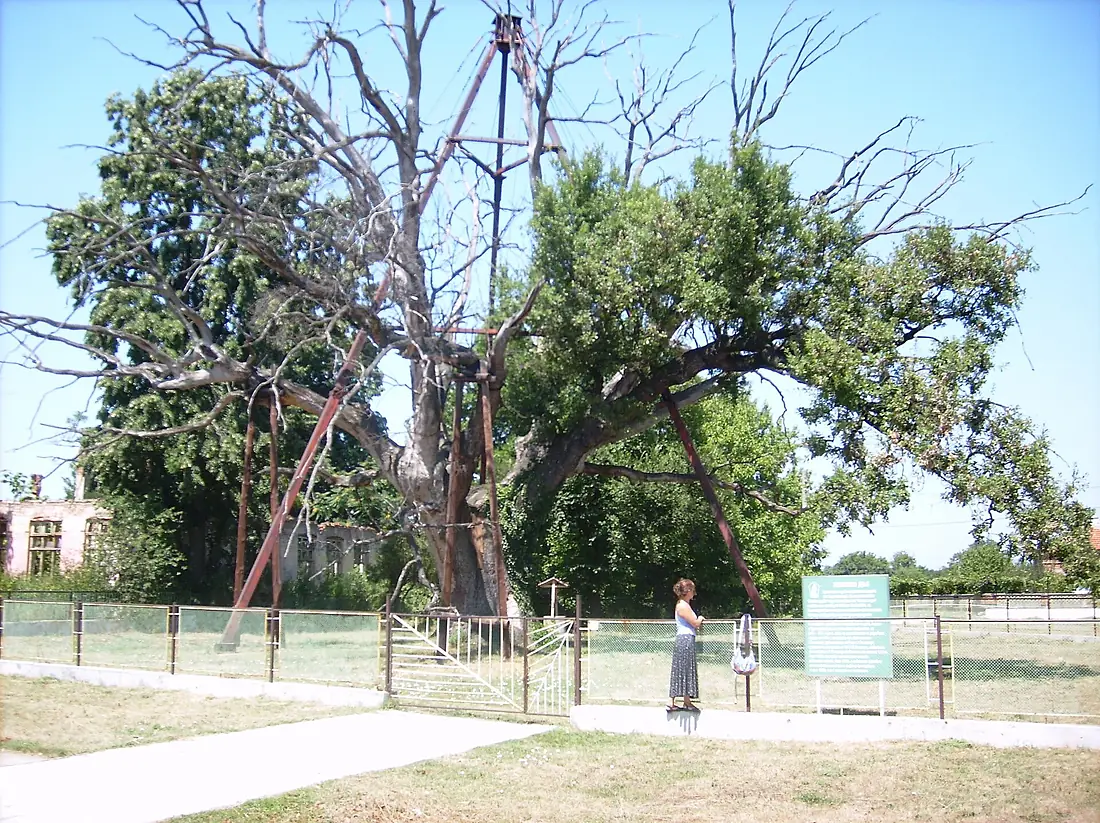 Granit Oak Bulgaria 02