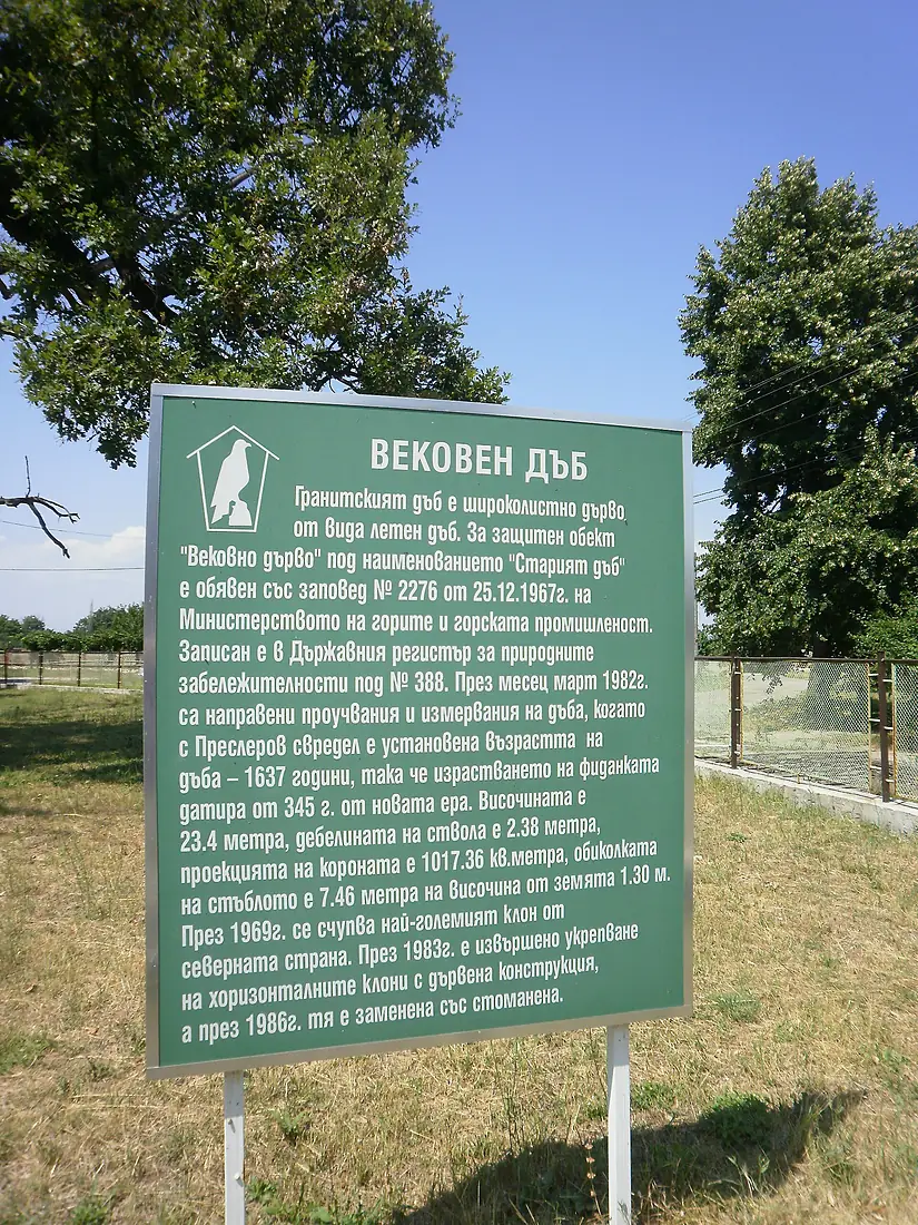 Quercus robur in Granit, Bulgaria 01