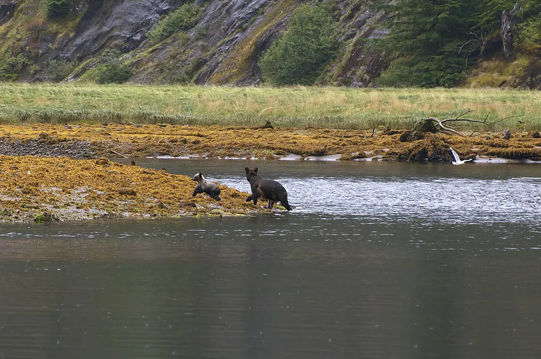 Day 6 - Bears - Poison Cove, Mussel Inlet - panoramio