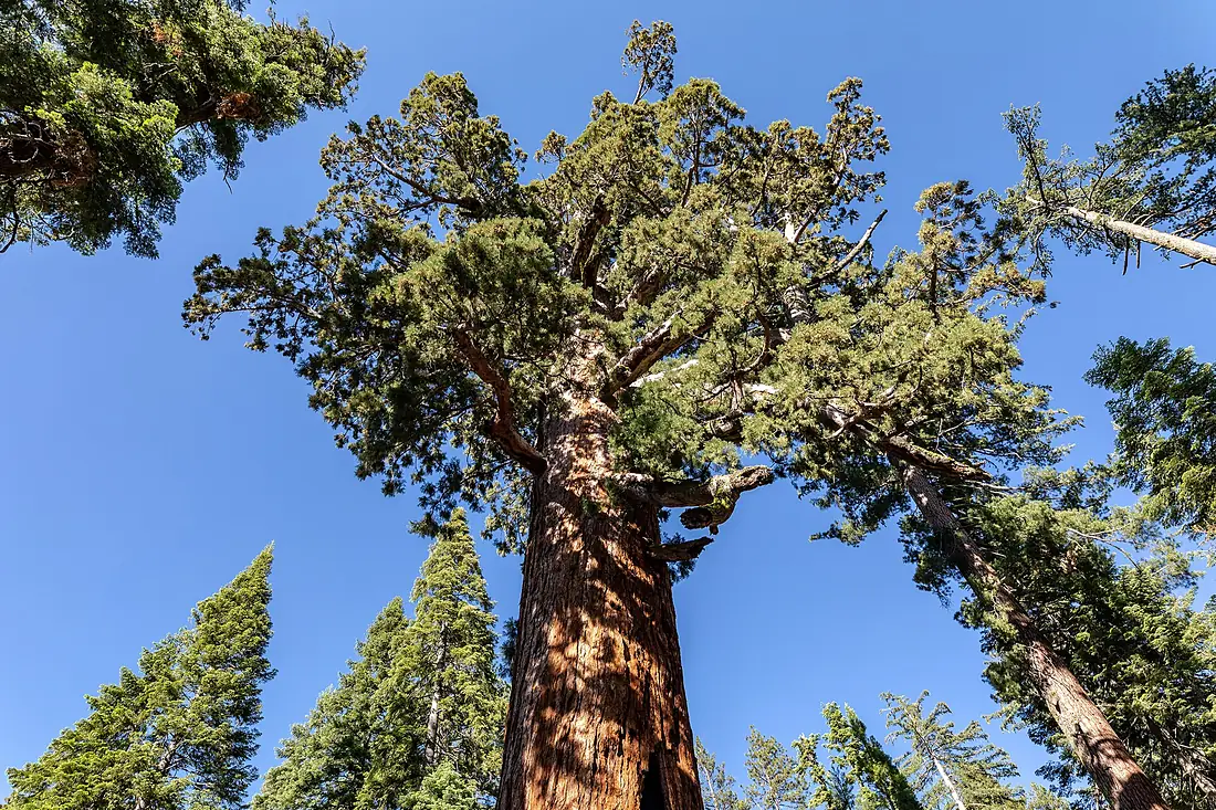 Yosemite National Park (CA, USA), Mariposa Grove of Giant Sequoias, Grizzly Giant -- 2022 -- 2752