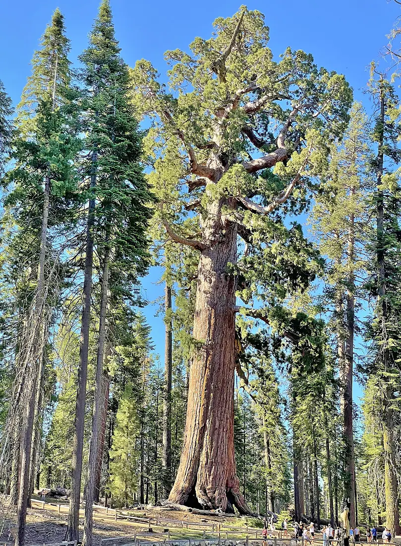 Grizzly Giant in Yosemite July 2023