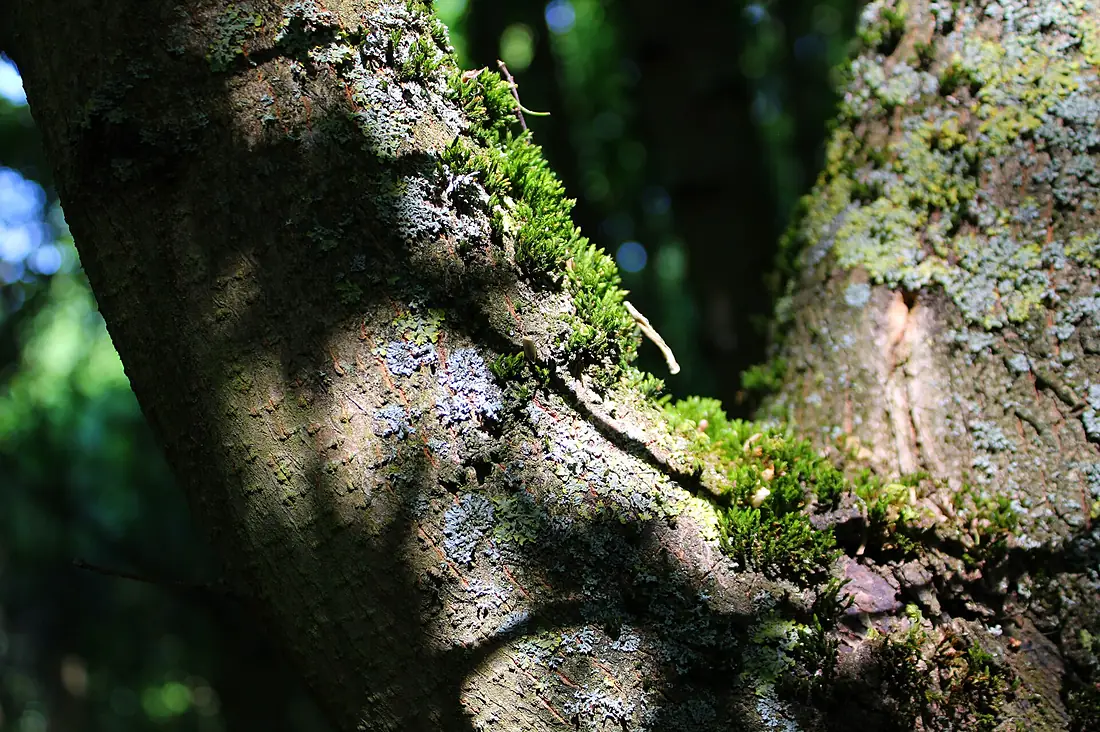 (20240607) Grunewald 01