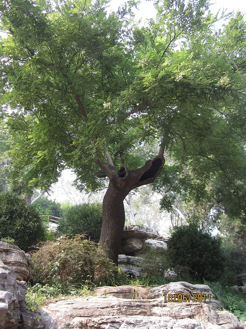 Jingshan - Styphnolobium japonicum