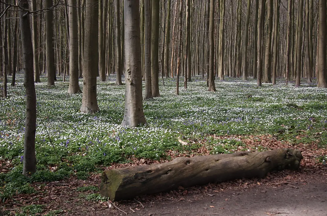 Anemones in Hallerbos Belgium