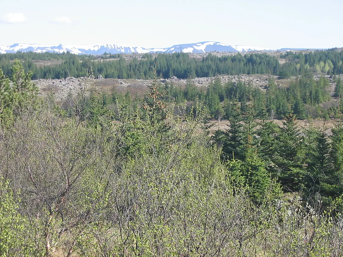 Heiðmörk 046