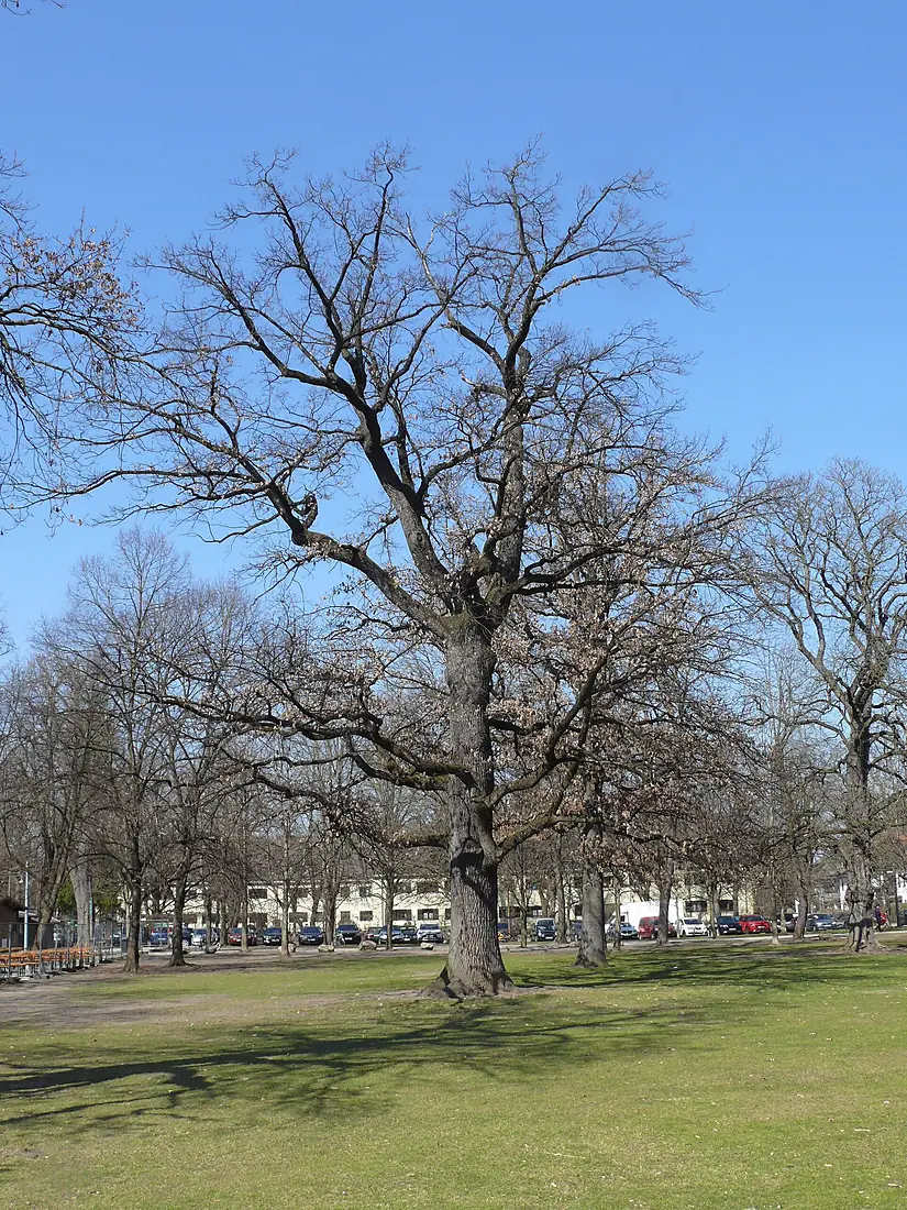 Damwild im Hirschgarten - München - 2022-03-28 - 802b