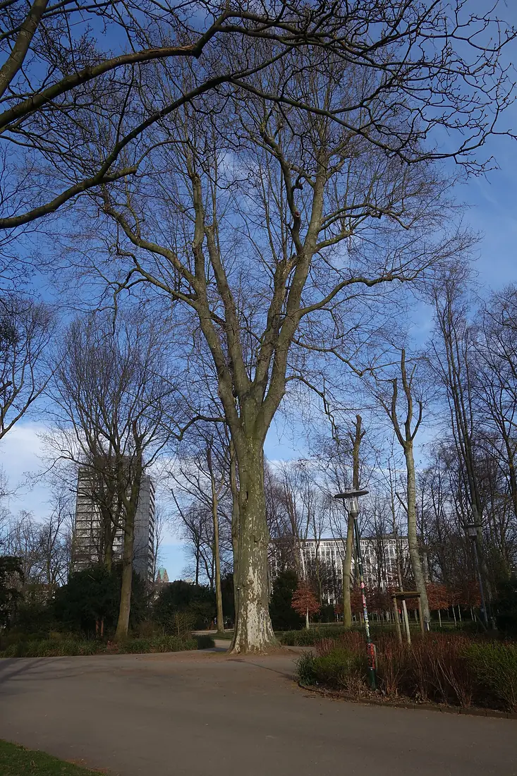 Alter Baum im Düsseldorfer Hofgarten, bei Weyhe Passage (2024)