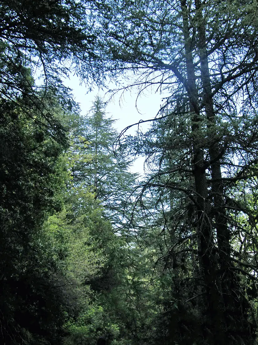 Ehden 6-5-2011
