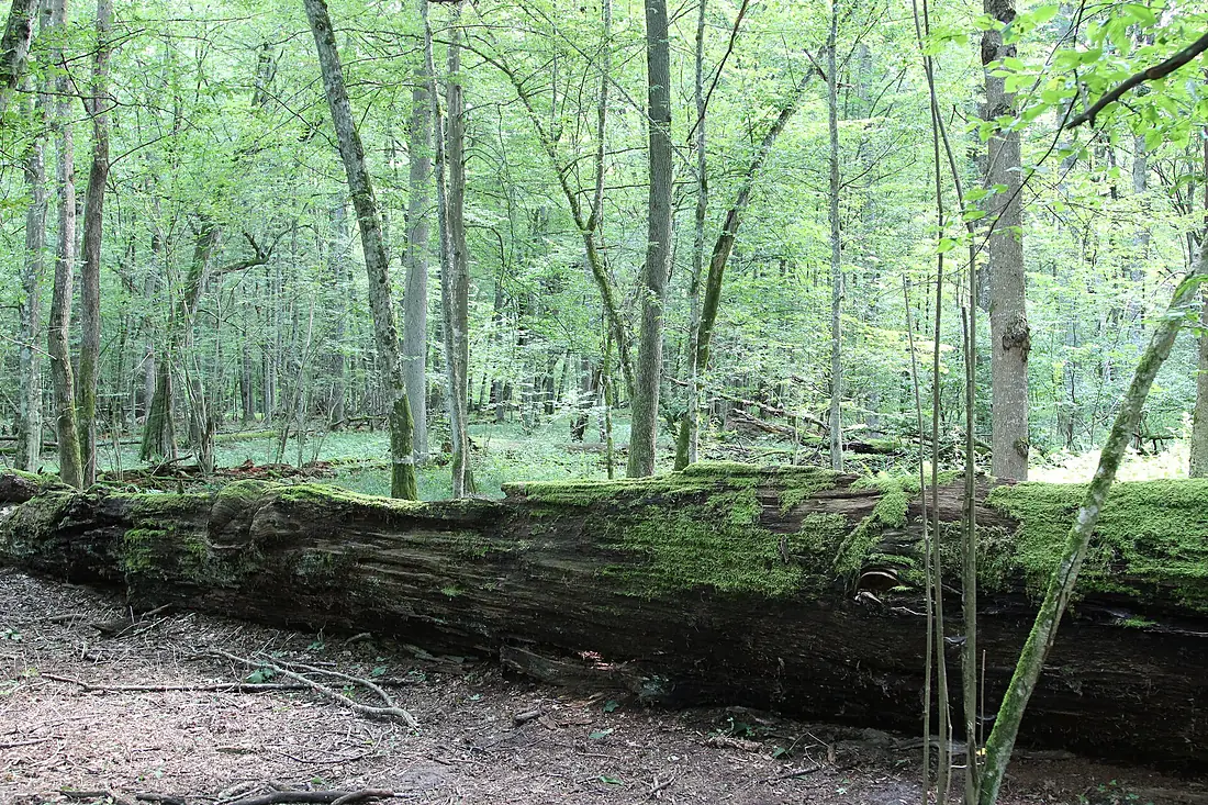 Bialowieski National Park 2016 P02 Jagiello Oak