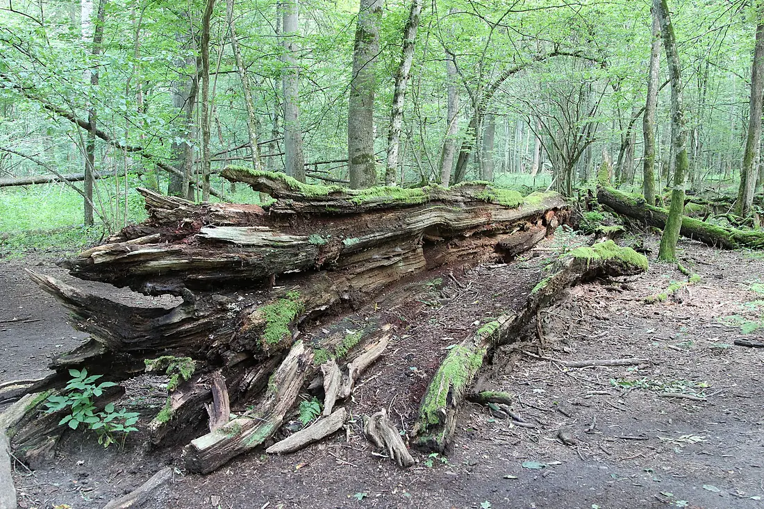 Bialowieski National Park 2016 P03 Jagiello Oak