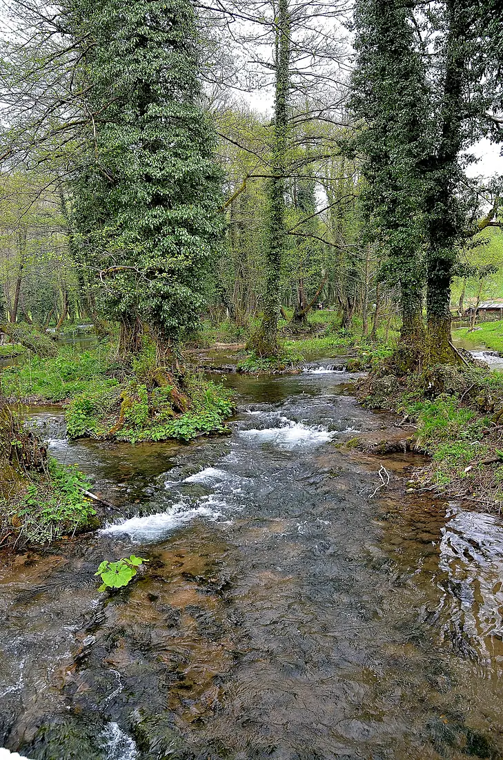 Prašuma Janj I