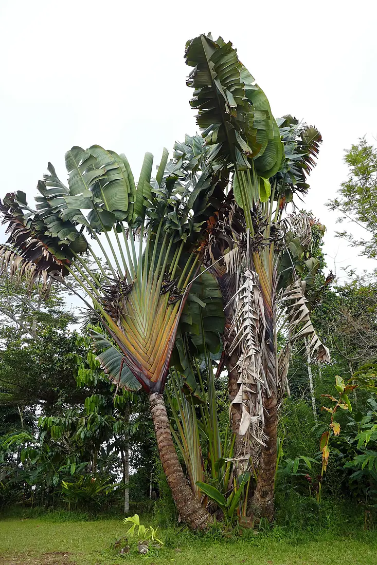 Arbre du voyageur à São Tomé