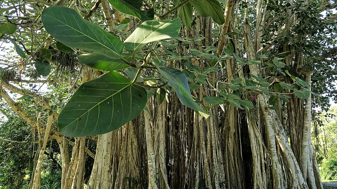 Botanischer Garten Cienfuegos 02