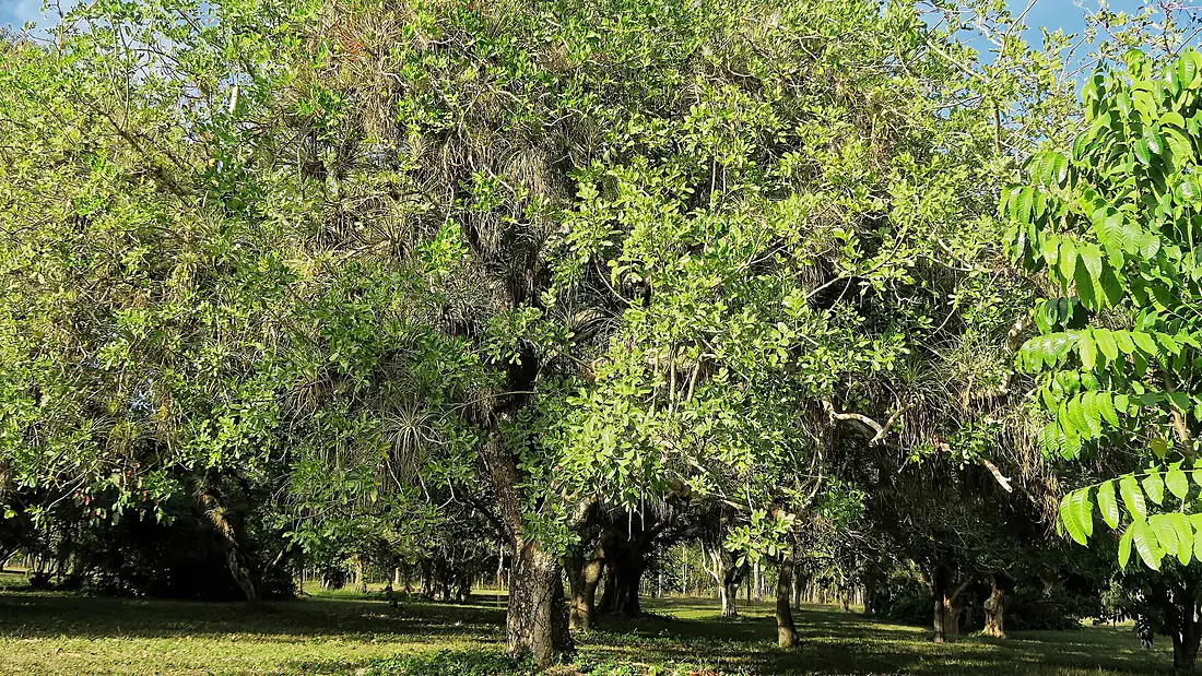 Botanischer Garten Cienfuegos 05