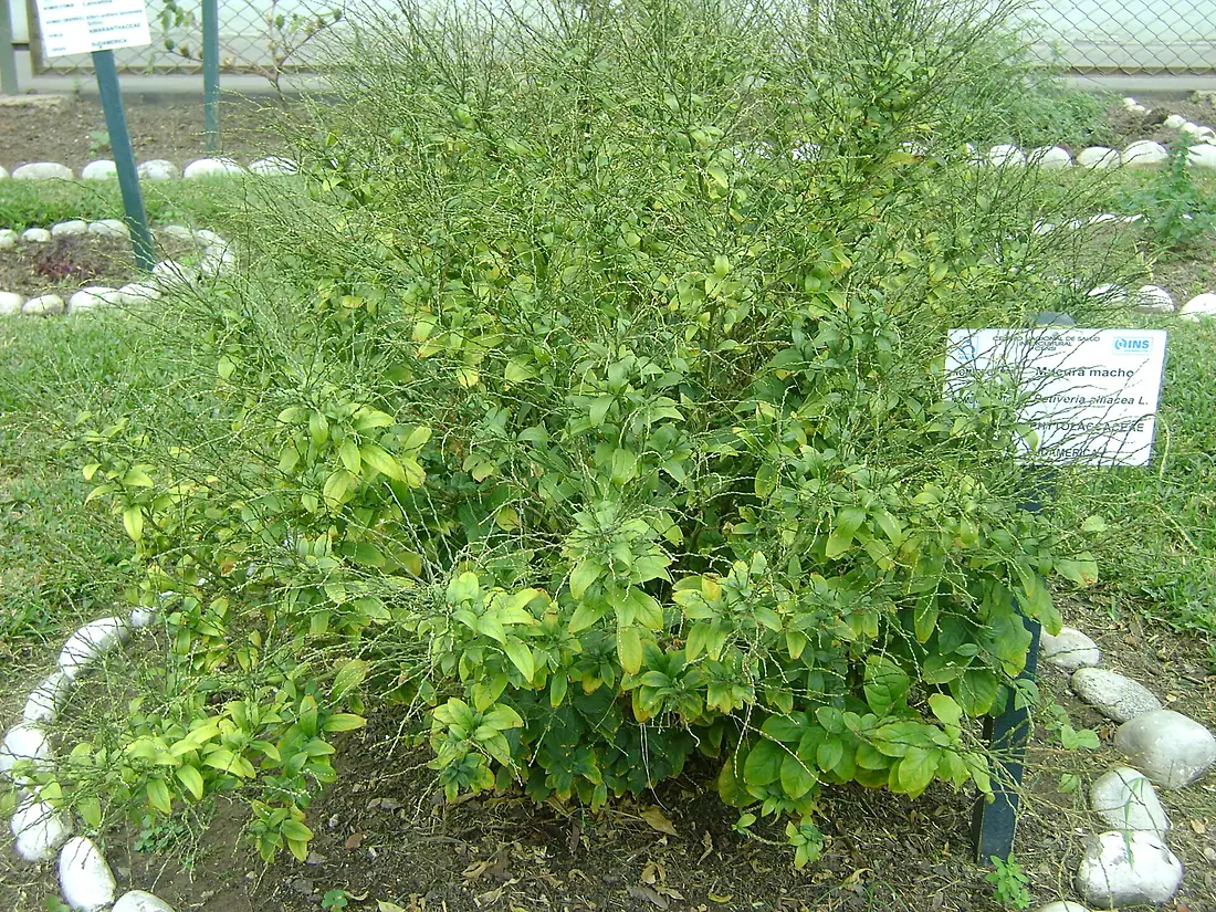 Planta de Mucura Macho en el Jardín Botánico de Lima