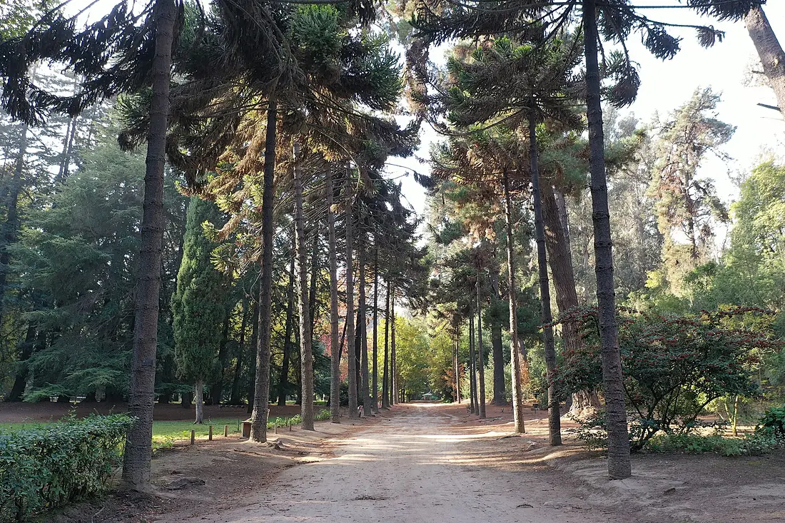 Araucarias-jbn