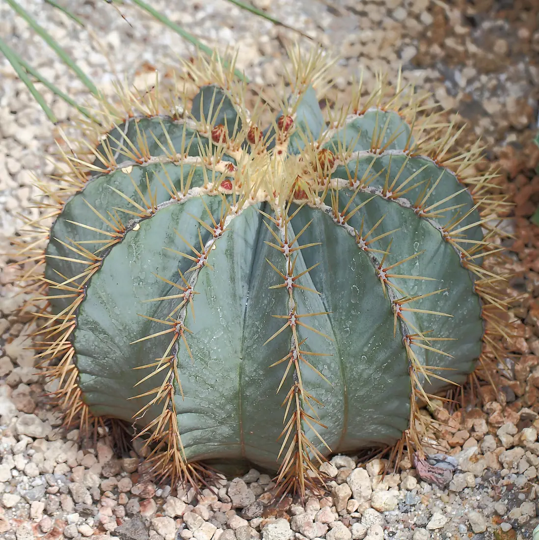 Jardín Botánico Canario Viera y Clavijo - Gran Canaria - 01