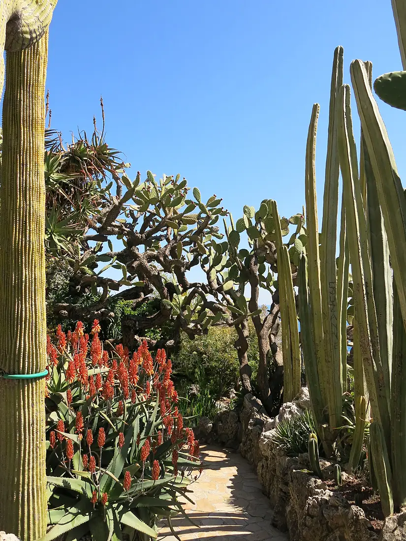 Jardin exotique de Monaco D190408 h