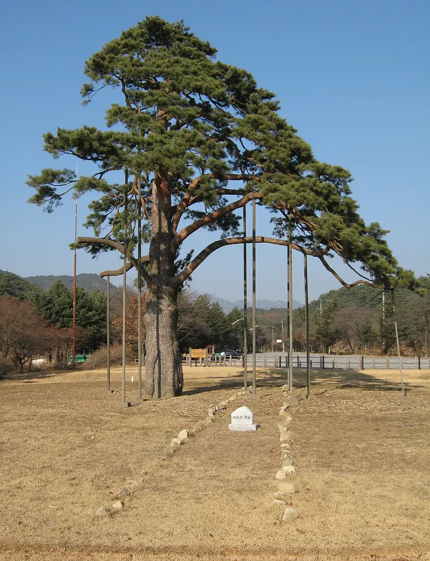 Jeongipumsong Pine, holding the post of government minister since 1464. - panoramio