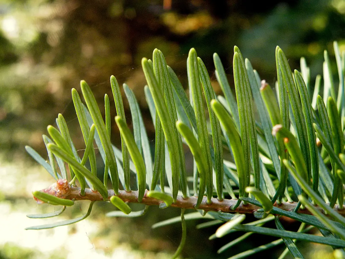 Abies concolor (1)