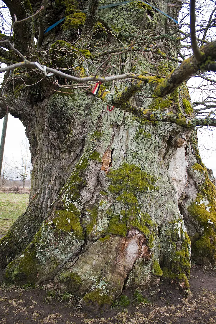 Kaive oak - thickest tree in Eastern Europe - panoramio