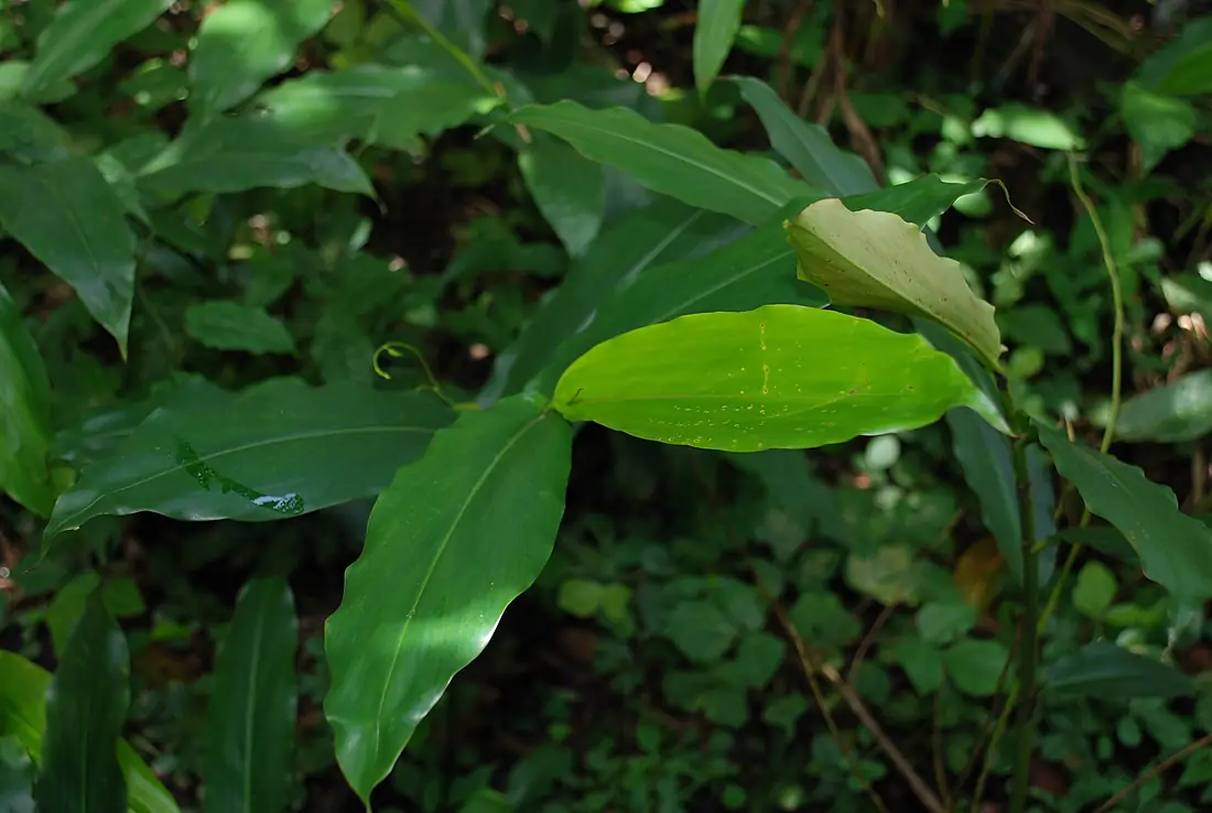 KAKA - Aframomum leaves in Kakamega Forest, Kenya, 2012