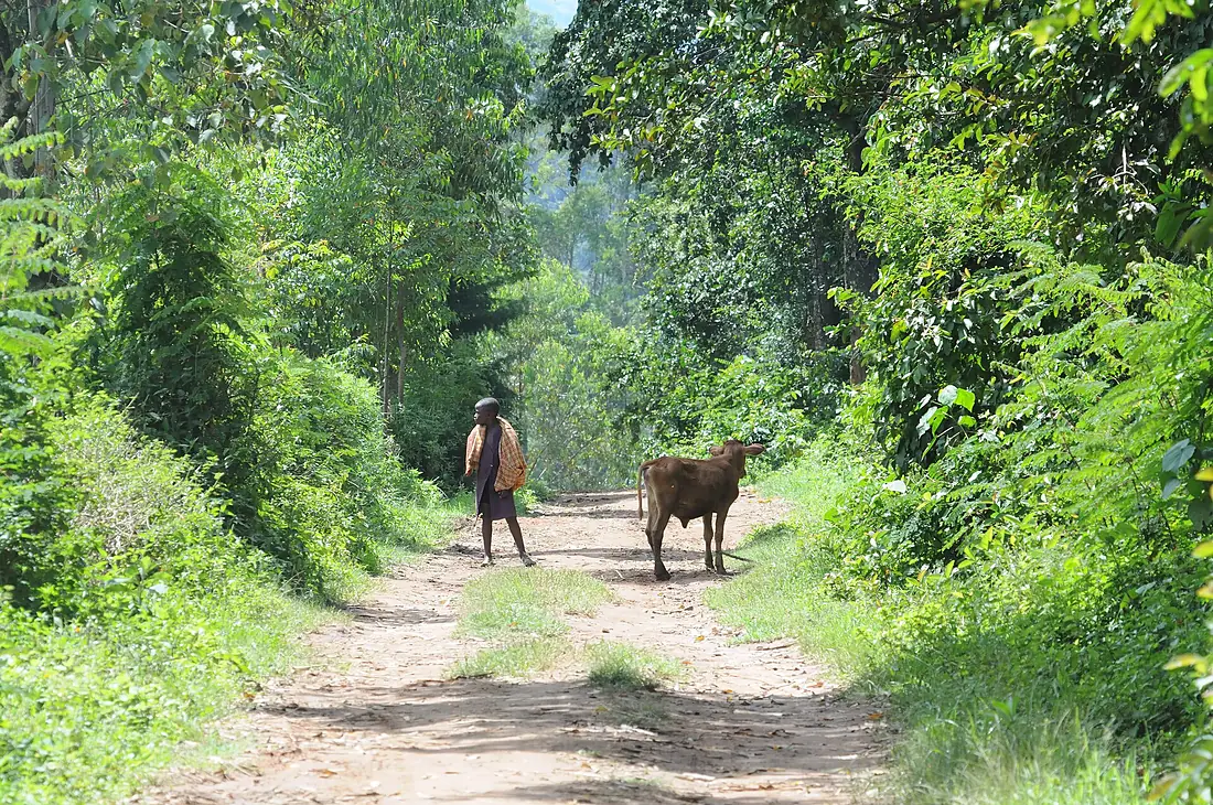KAKA - Entrance to Kakamega Forest National Reserve, Kenya, 2012