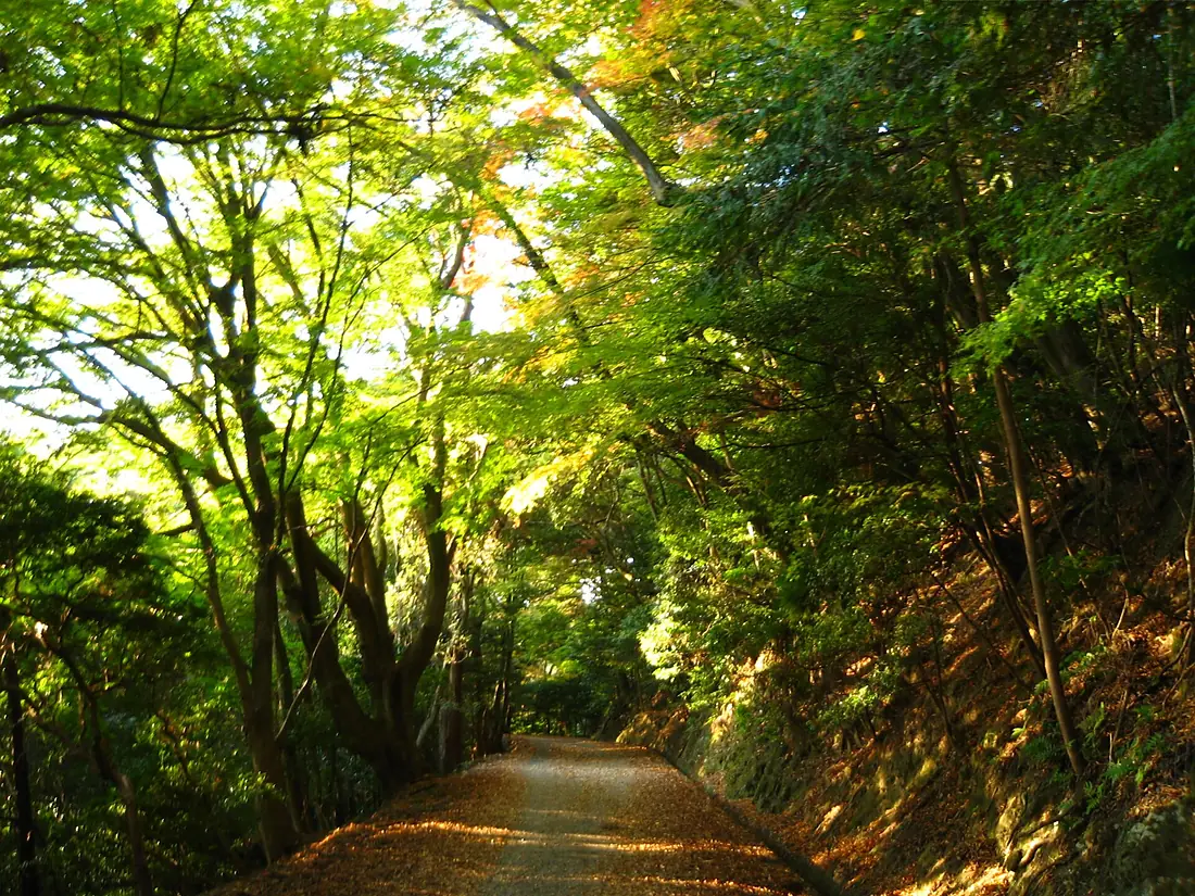 Japan, Nara - Kasugayama primeval forest 2007 1