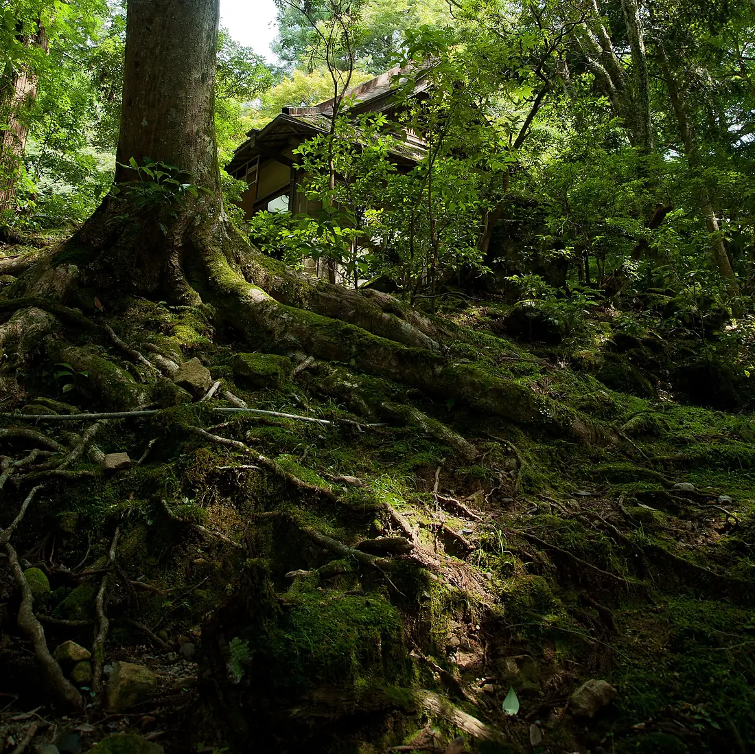 Japan, Nara - Kasugayama primeval forest 2011 1