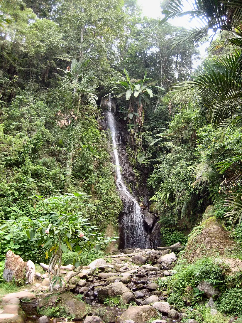 Botanical garden - Cibodas - Indonesia 1