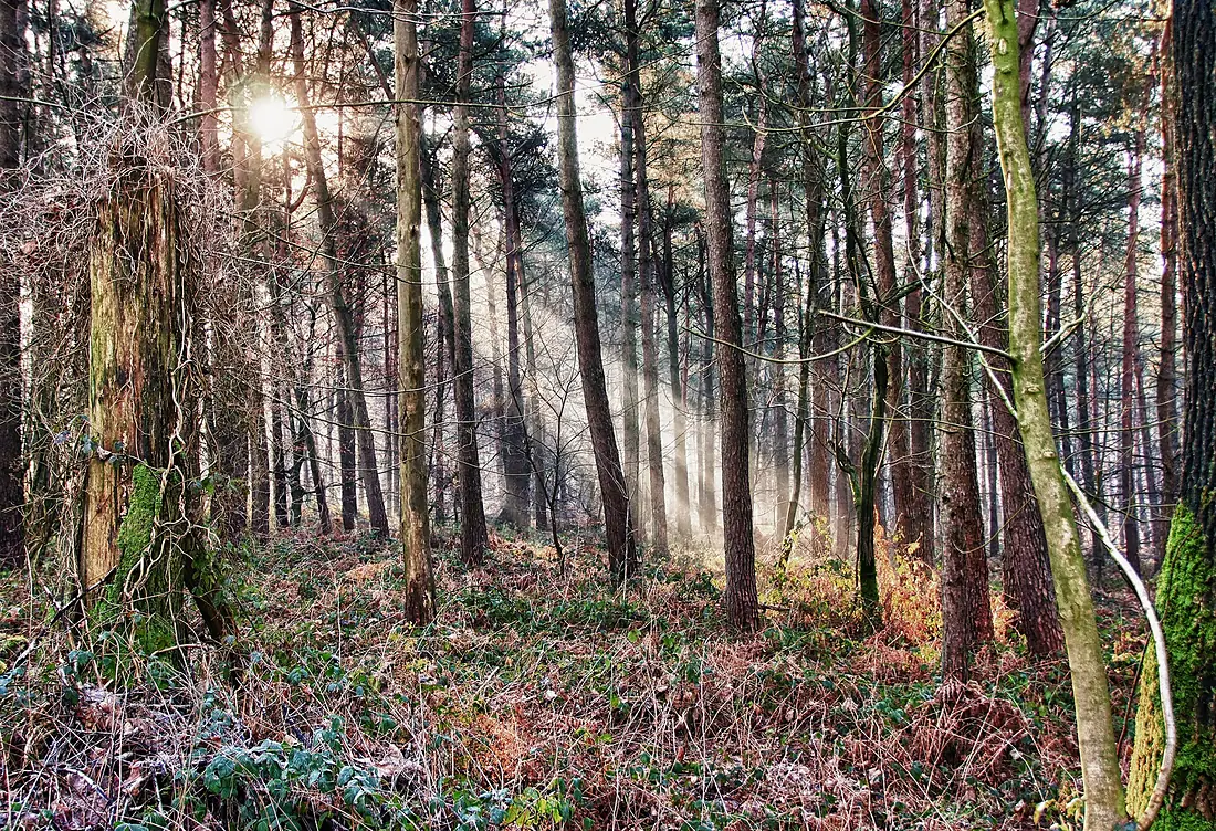 LSG Waldgebiet Reichswald, Kranenburg - Inspiration II (8397136345)