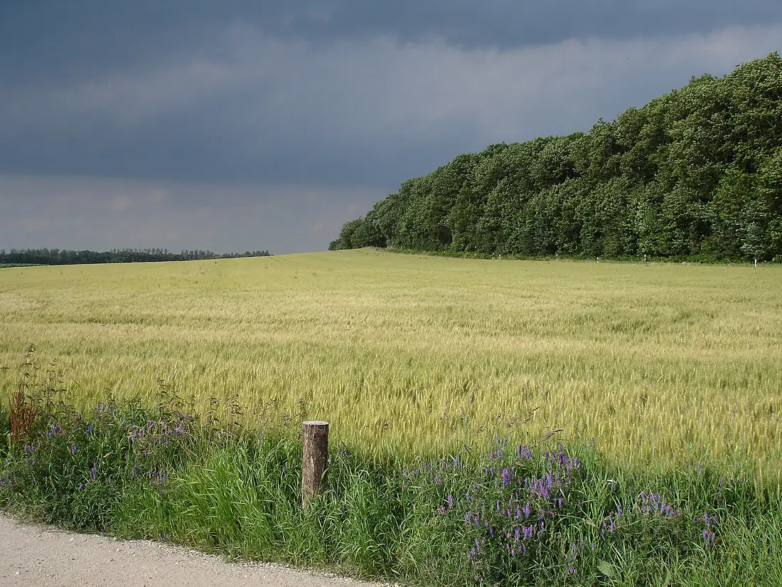 Feld am Reichswaldrand 20080628