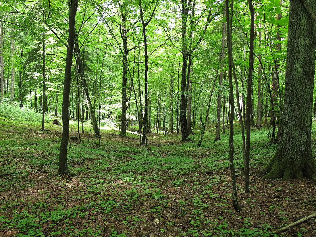 Podlaskie - Czarna Białostocka - Puszcza Knyszyńska - Góry Czumażowskie - E - v-NW