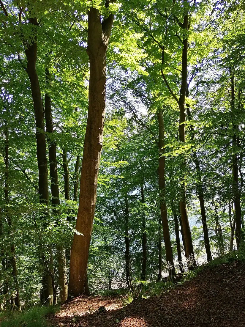 Kollunder-Wald-2020-1