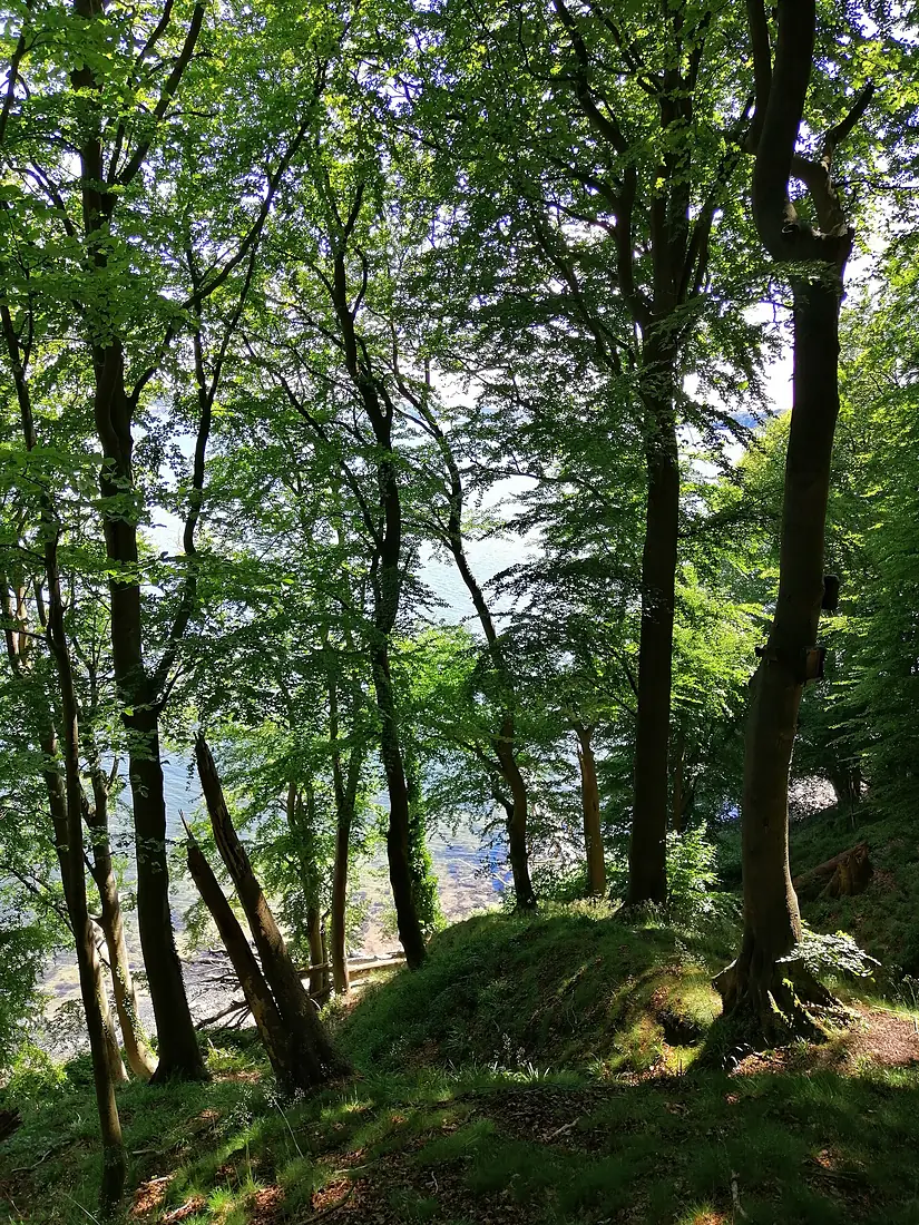 Kollunder-Wald-2020-2