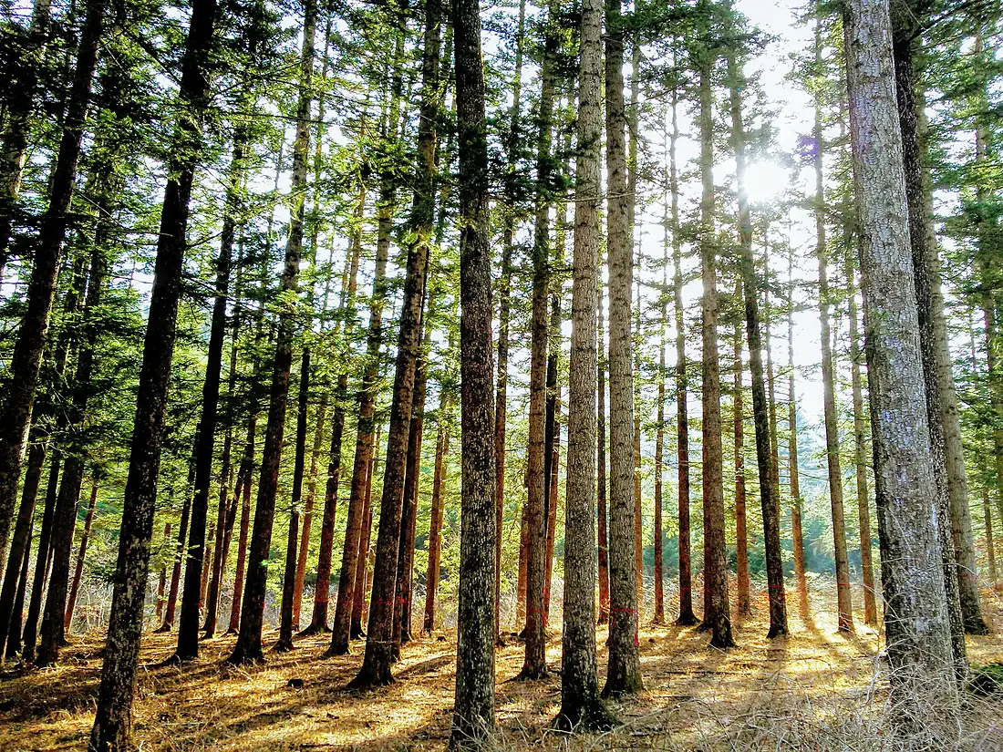 국립수목원 전나무숲 (Needle Fir forest in the Korea National Arboretum) 01