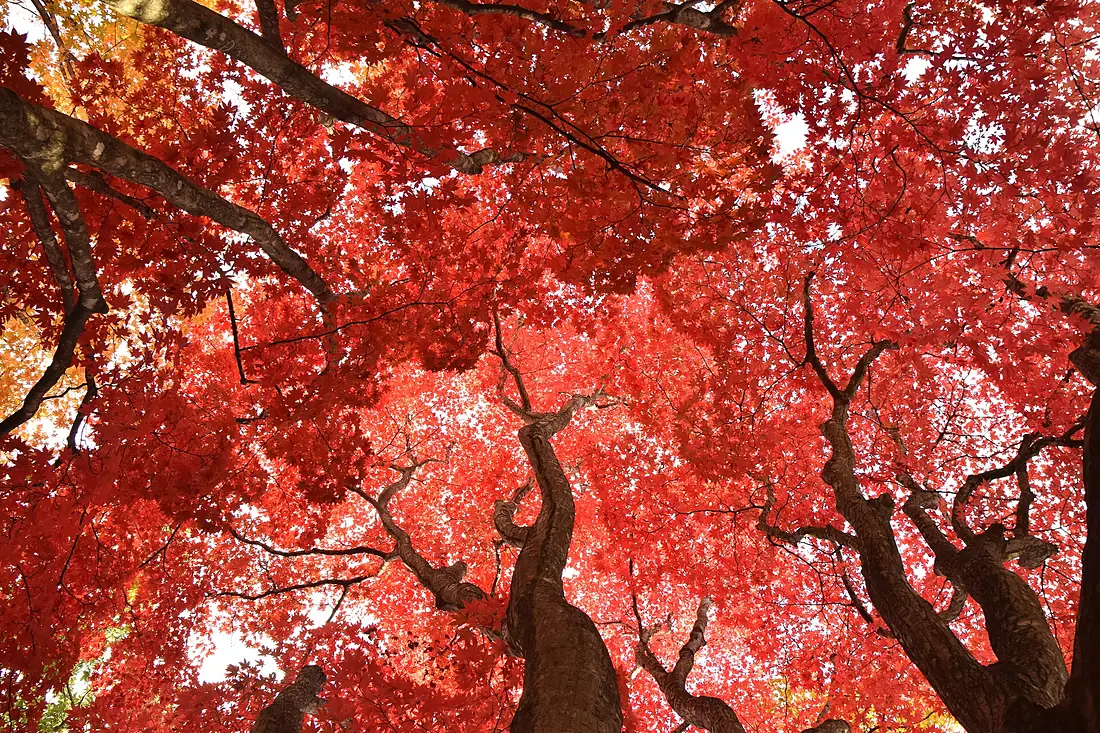 Kosetsuen Japanese garden autumn colors (51971874377)