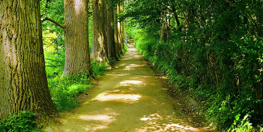 Bois du Laerbeek - Jette
