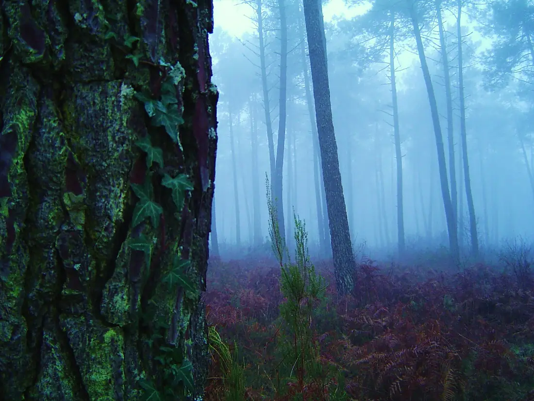 Brouillard sur la forêt des Landes