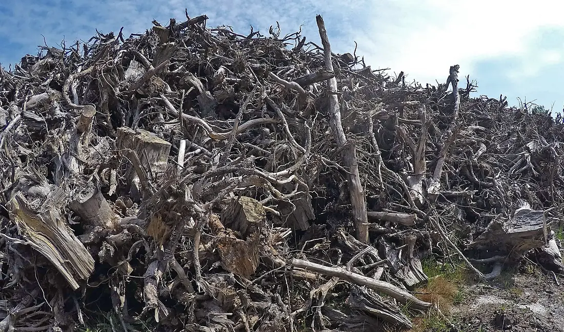 Empilement de souches de pins après désouchage d'une coupe rase 2018 Landes de Gascogne 03