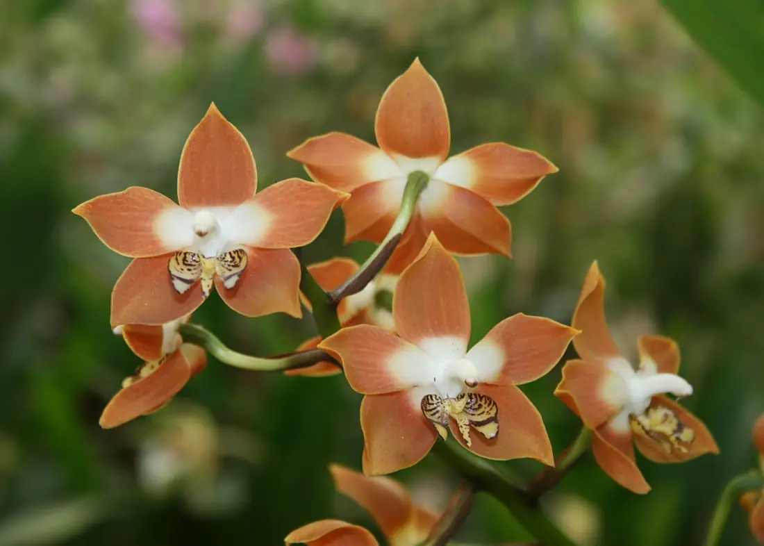 Neomoorea wallisii 1