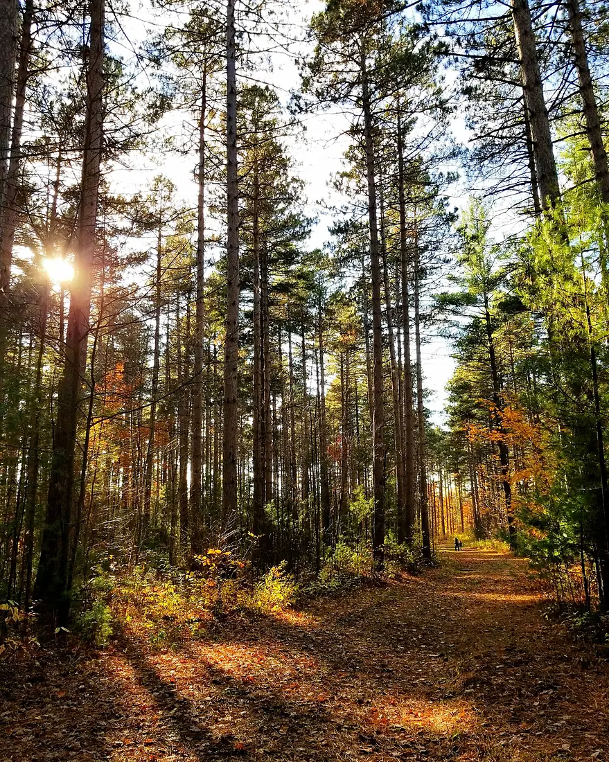 Larose Forest 2