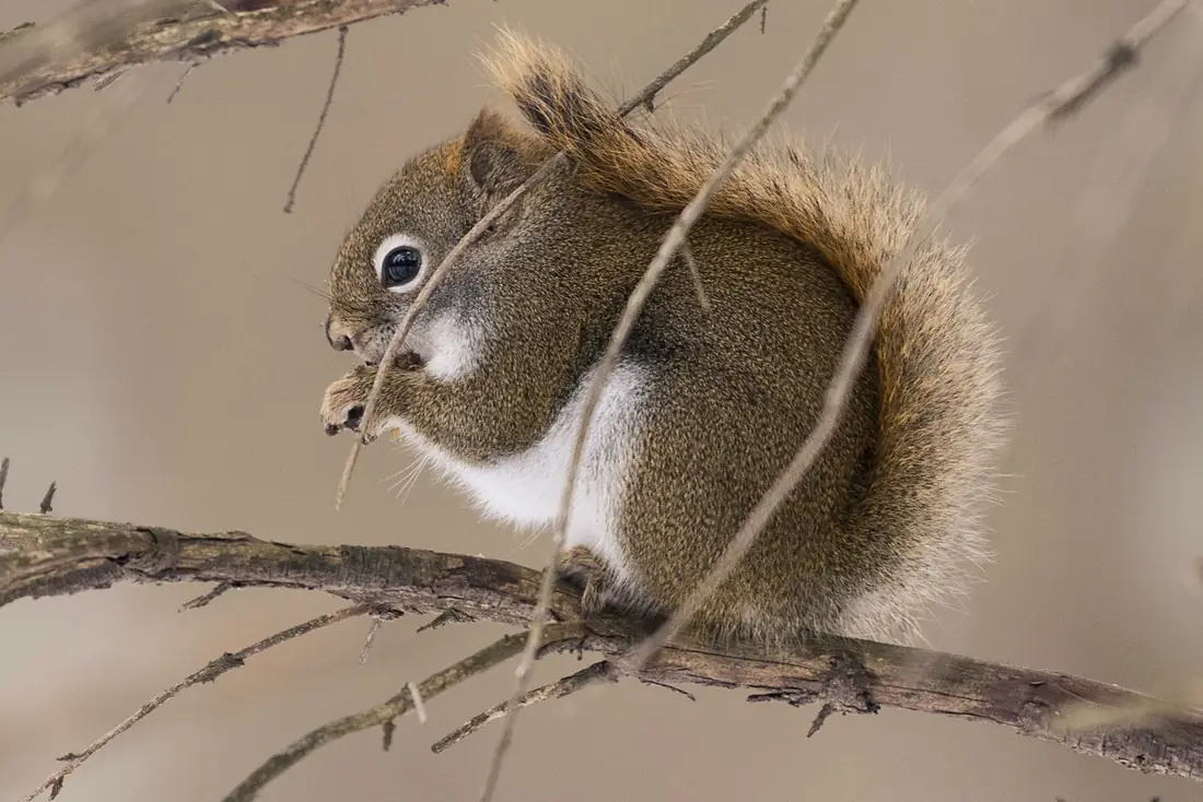 Red Squirrel (24536942979)