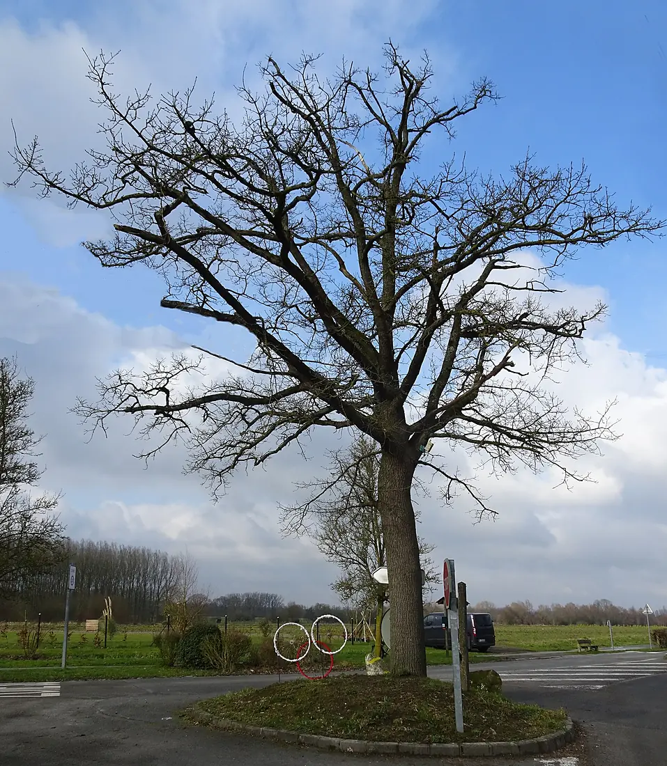Houghton AC8 Sn612 825h - Liberty Tree