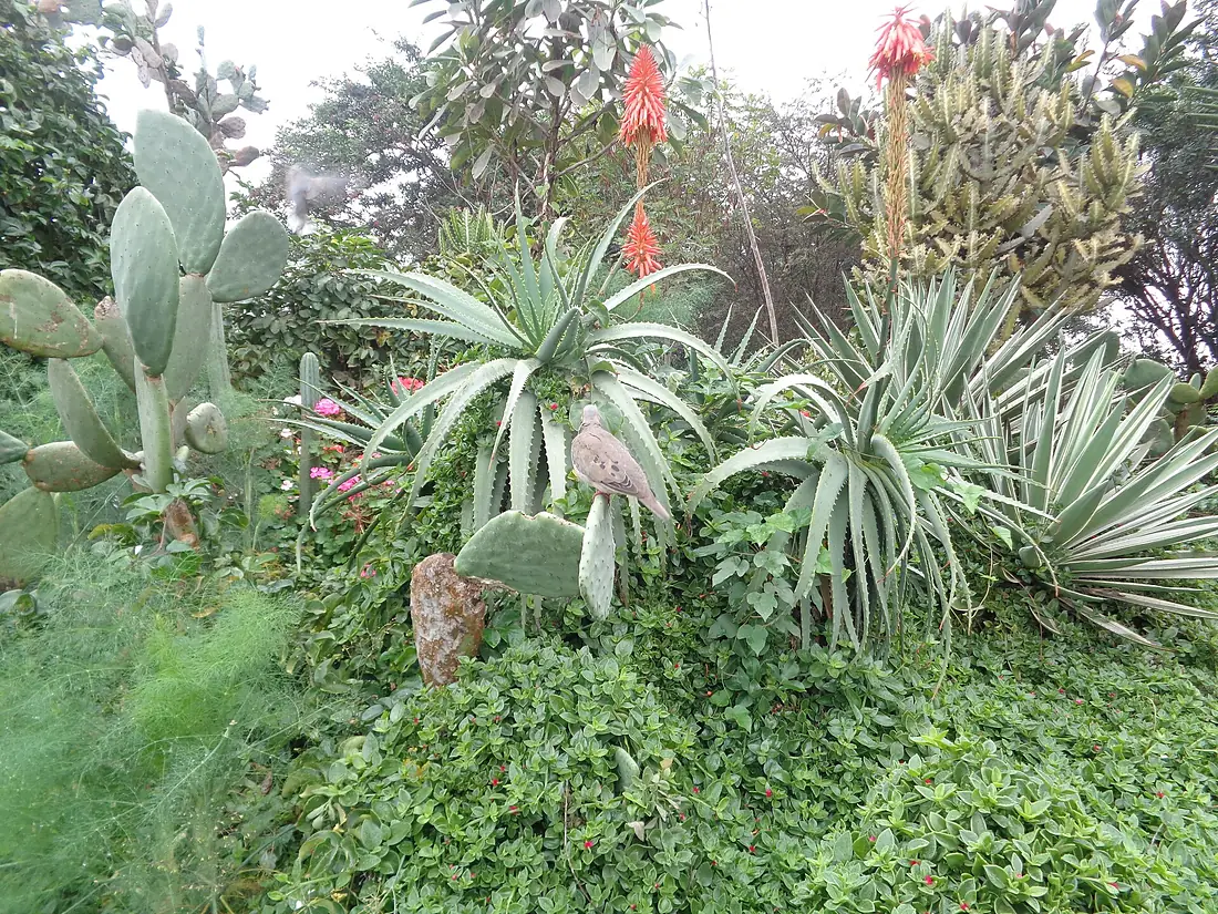Jardín botánico de la Universidad Nacional Mayor de San Marcos